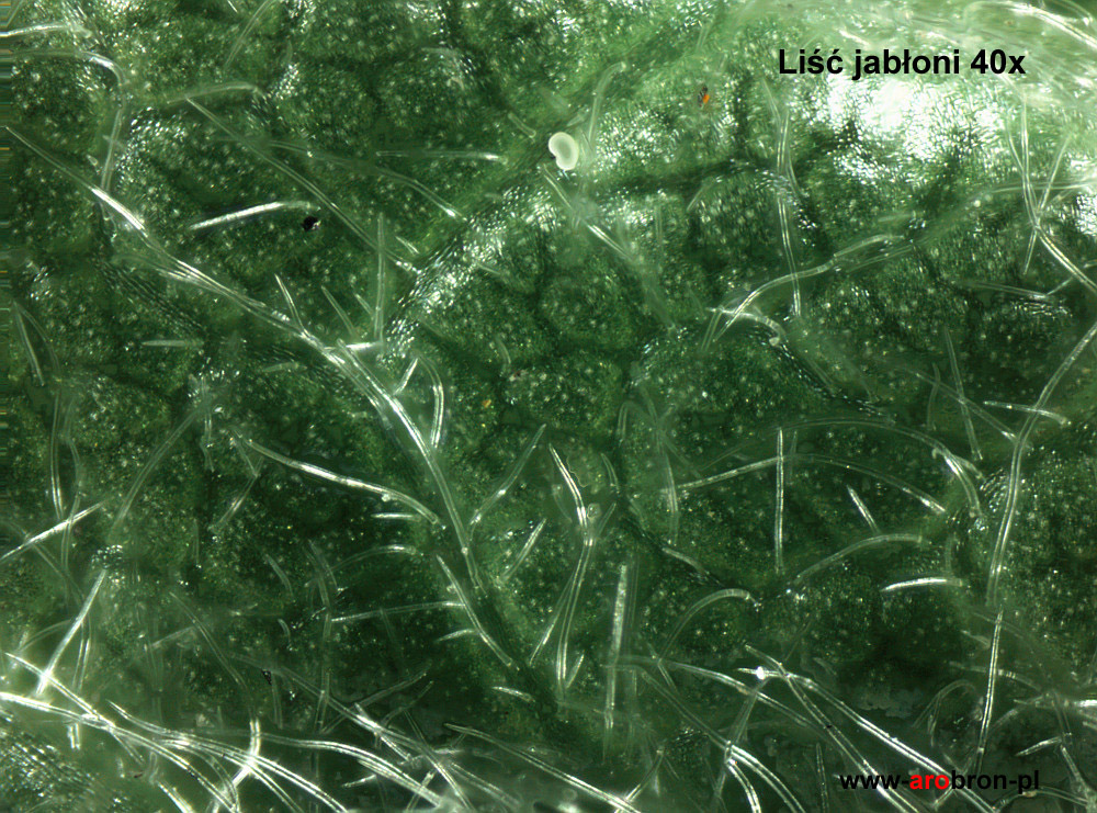 MIKROSKOP_DELTA_BIOLIGHT100_LISC_JABLONI_40X.jpg
