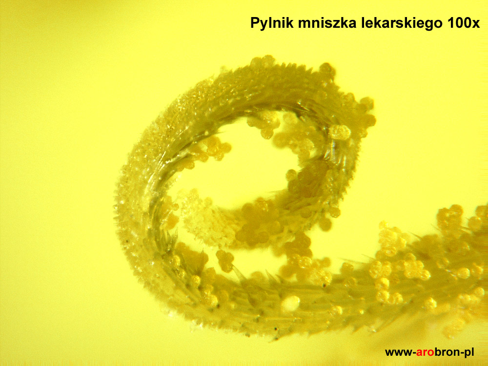 MIKROSKOP_DELTA_BIOLIGHT100_MNISZEK_LEKARSKI_100X.jpg
