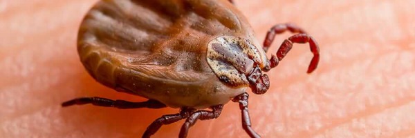 Kleszcze i komary - jak się zabezpieczyć przed nieproszonym gościem