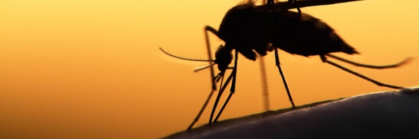 Jak chronić się przed komarami i kleszczami w terenie? Deet czy Ikarydyna?